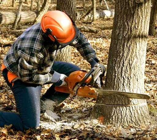 Tree Removal in Henderson, MI